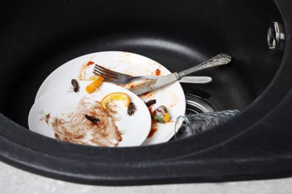 тараканы в раковине с грязной посудой